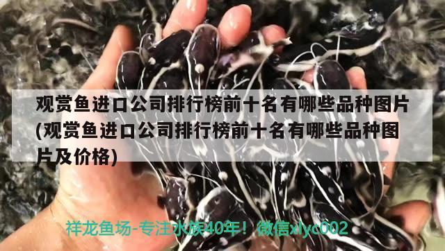 觀賞魚進口公司排行榜前十名有哪些品種圖片(觀賞魚進口公司排行榜前十名有哪些品種圖片及價格)