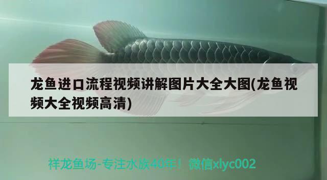 龍魚進口流程視頻講解圖片大全大圖(龍魚視頻大全視頻高清)