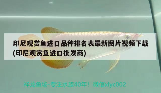 印尼觀賞魚(yú)進(jìn)口品種排名表最新圖片視頻下載(印尼觀賞魚(yú)進(jìn)口批發(fā)商)