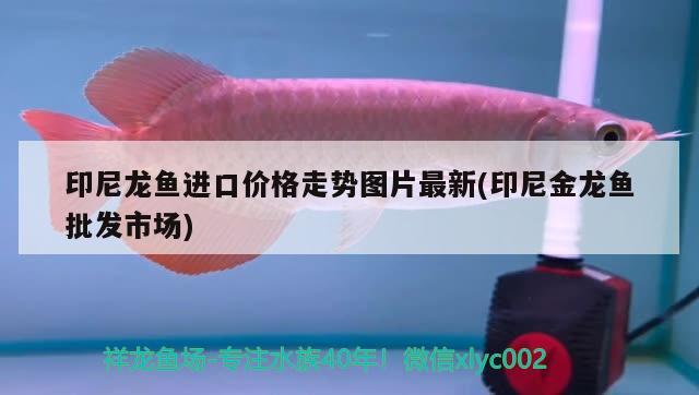 印尼龍魚進(jìn)口價格走勢圖片最新(印尼金龍魚批發(fā)市場)