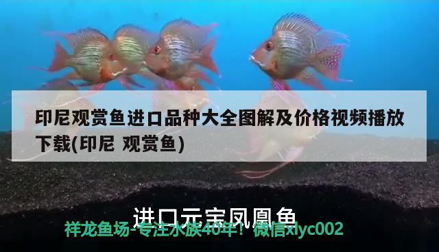 印尼觀賞魚進(jìn)口品種大全圖解及價格視頻播放下載(印尼觀賞魚)