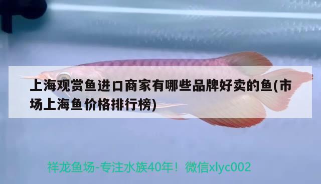 上海觀賞魚進口商家有哪些品牌好賣的魚(市場上海魚價格排行榜)