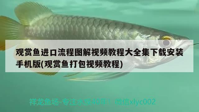 觀賞魚進口流程圖解視頻教程大全集下載安裝手機版(觀賞魚打包視頻教程)