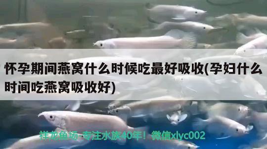 懷孕期間燕窩什么時候吃最好吸收(孕婦什么時間吃燕窩吸收好) 馬來西亞燕窩