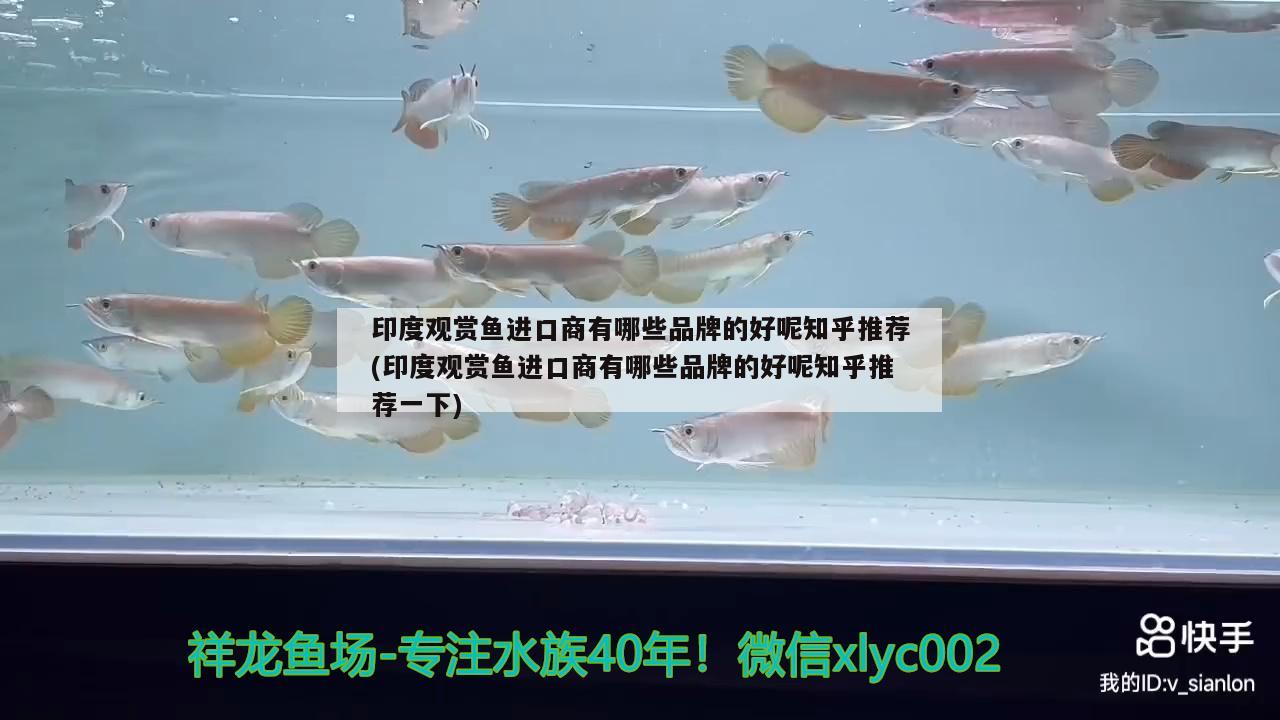 印度觀賞魚進(jìn)口商有哪些品牌的好呢知乎推薦(印度觀賞魚進(jìn)口商有哪些品牌的好呢知乎推薦一下)