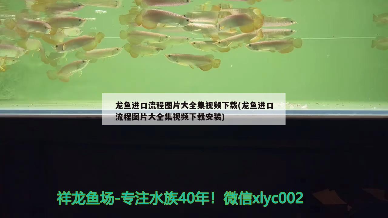 龍魚進口流程圖片大全集視頻下載(龍魚進口流程圖片大全集視頻下載安裝)