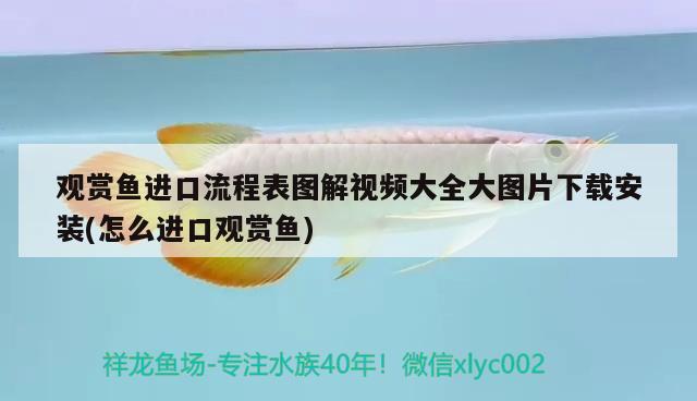 觀賞魚進口流程表圖解視頻大全大圖片下載安裝(怎么進口觀賞魚)