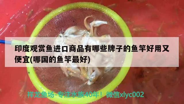 印度觀賞魚進(jìn)口商品有哪些牌子的魚竿好用又便宜(哪國的魚竿最好) 垂釣樂園