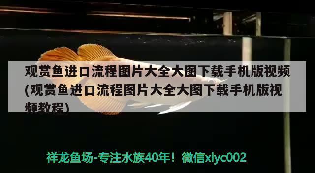 觀賞魚進(jìn)口流程圖片大全大圖下載手機(jī)版視頻(觀賞魚進(jìn)口流程圖片大全大圖下載手機(jī)版視頻教程) 觀賞魚進(jìn)出口