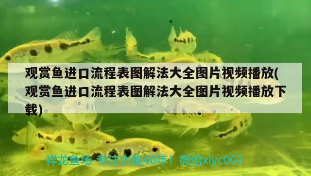 觀賞魚進(jìn)口流程表圖解法大全圖片視頻播放(觀賞魚進(jìn)口流程表圖解法大全圖片視頻播放下載) 觀賞魚進(jìn)出口