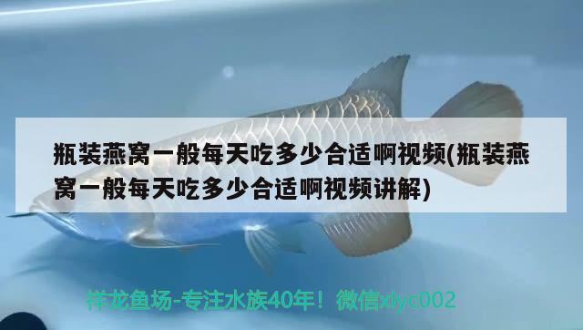 瓶裝燕窩一般每天吃多少合適啊視頻(瓶裝燕窩一般每天吃多少合適啊視頻講解) 馬來西亞燕窩