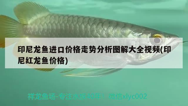 印尼龍魚進(jìn)口價格走勢分析圖解大全視頻(印尼紅龍魚價格) 印尼紅龍魚