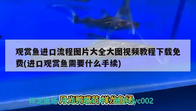 觀賞魚進口流程圖片大全大圖視頻教程下載免費(進口觀賞魚需要什么手續(xù))