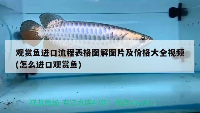 觀賞魚進口流程表格圖解圖片及價格大全視頻(怎么進口觀賞魚)