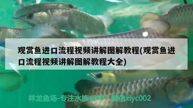 觀賞魚進(jìn)口流程視頻講解圖解教程(觀賞魚進(jìn)口流程視頻講解圖解教程大全) 觀賞魚進(jìn)出口