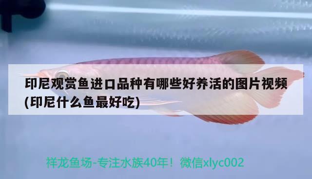 印尼觀賞魚進口品種有哪些好養(yǎng)活的圖片視頻(印尼什么魚最好吃)