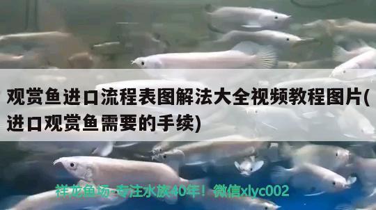 觀賞魚進口流程表圖解法大全視頻教程圖片(進口觀賞魚需要的手續(xù)) 觀賞魚進出口