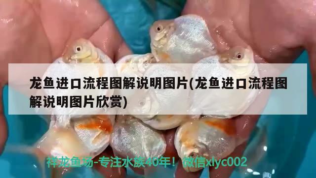 龍魚進口流程圖解說明圖片(龍魚進口流程圖解說明圖片欣賞) 觀賞魚進出口