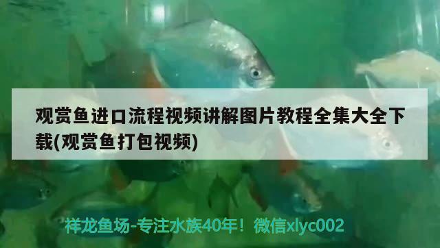 觀賞魚進(jìn)口流程視頻講解圖片教程全集大全下載(觀賞魚打包視頻)