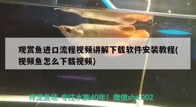 觀賞魚進口流程視頻講解下載軟件安裝教程(視頻魚怎么下載視頻) 觀賞魚進出口