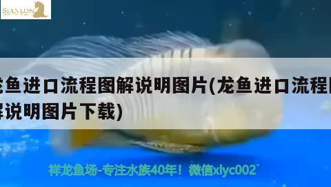 龍魚進口流程圖解說明圖片(龍魚進口流程圖解說明圖片下載)