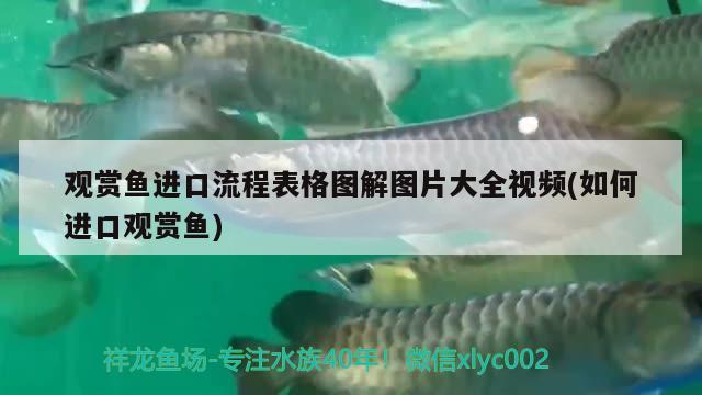 觀賞魚進(jìn)口流程表格圖解圖片大全視頻(如何進(jìn)口觀賞魚) 觀賞魚進(jìn)出口