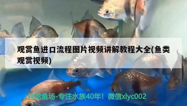 觀賞魚進口流程圖片視頻講解教程大全(魚類觀賞視頻)