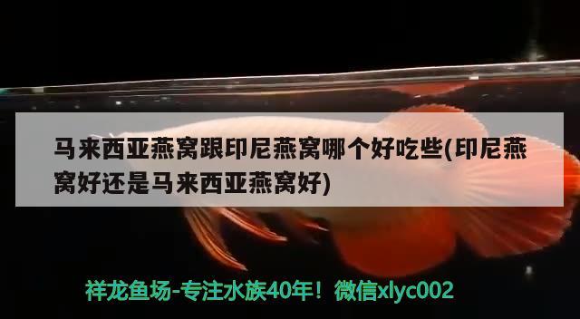 馬來西亞燕窩跟印尼燕窩哪個好吃些(印尼燕窩好還是馬來西亞燕窩好) 馬來西亞燕窩