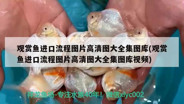 觀賞魚進(jìn)口流程圖片高清圖大全集圖庫(觀賞魚進(jìn)口流程圖片高清圖大全集圖庫視頻)