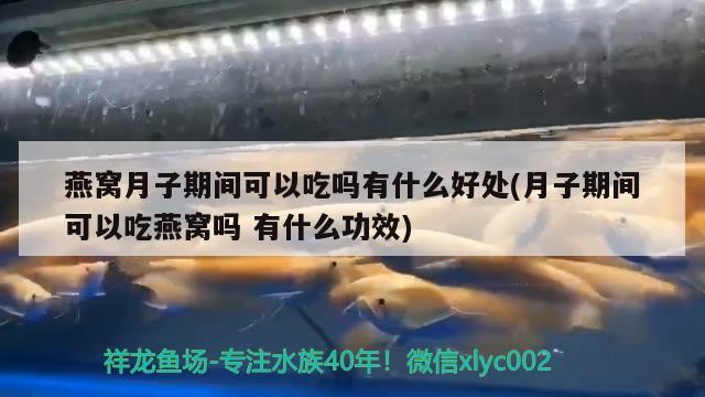 燕窩月子期間可以吃嗎有什么好處(月子期間可以吃燕窩嗎有什么功效) 馬來西亞燕窩