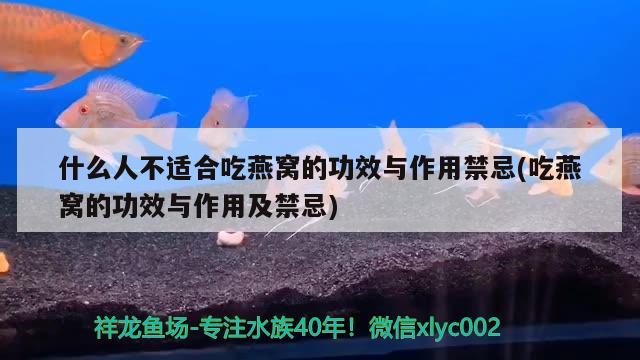 什么人不適合吃燕窩的功效與作用禁忌(吃燕窩的功效與作用及禁忌) 馬來西亞燕窩