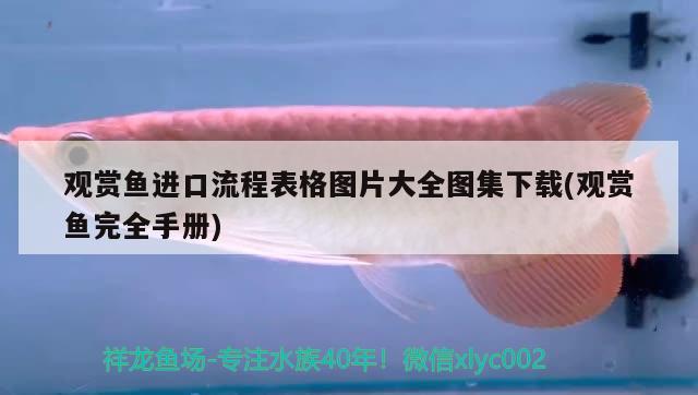 觀賞魚進口流程表格圖片大全圖集下載(觀賞魚完全手冊) 觀賞魚進出口