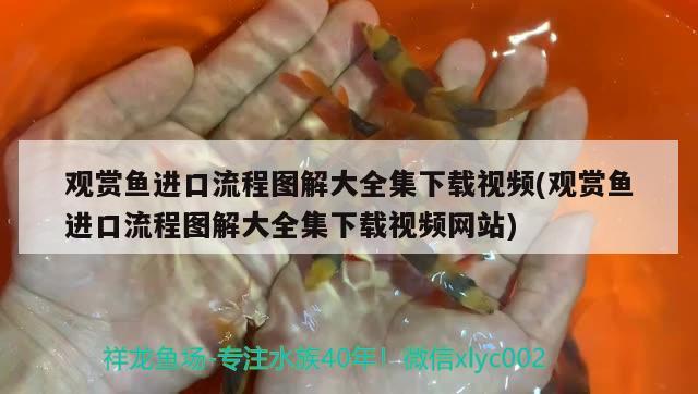 觀賞魚進口流程圖解大全集下載視頻(觀賞魚進口流程圖解大全集下載視頻網(wǎng)站)