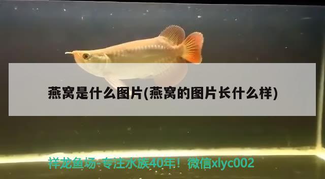 燕窩是什么圖片(燕窩的圖片長什么樣) 馬來西亞燕窩 第2張