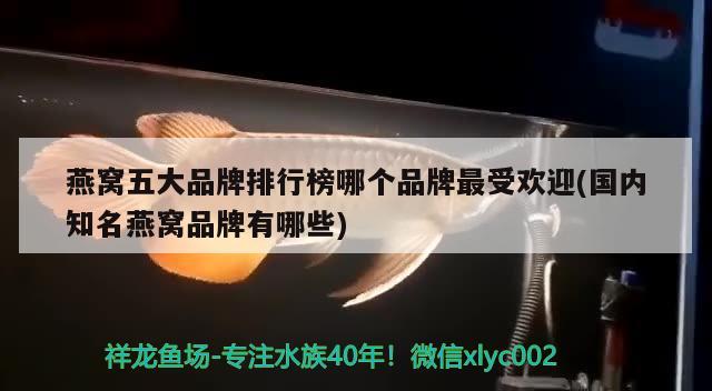 燕窩五大品牌排行榜哪個(gè)品牌最受歡迎(國內(nèi)知名燕窩品牌有哪些)