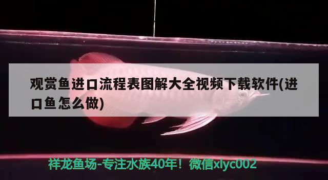 觀賞魚進(jìn)口流程表圖解大全視頻下載軟件(進(jìn)口魚怎么做) 觀賞魚進(jìn)出口