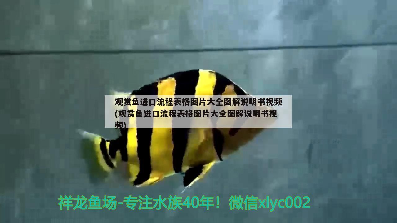 觀賞魚進口流程表格圖片大全圖解說明書視頻(觀賞魚進口流程表格圖片大全圖解說明書視頻)