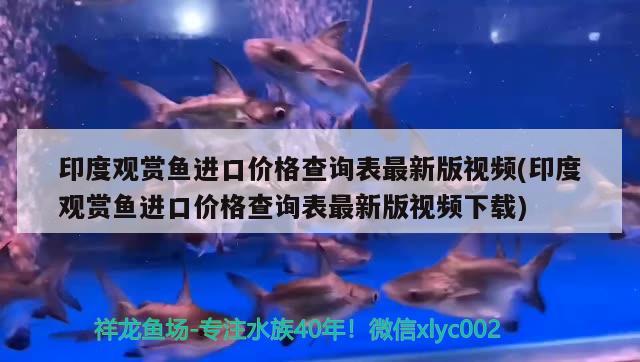 印度觀賞魚進口價格查詢表最新版視頻(印度觀賞魚進口價格查詢表最新版視頻下載) 觀賞魚進出口