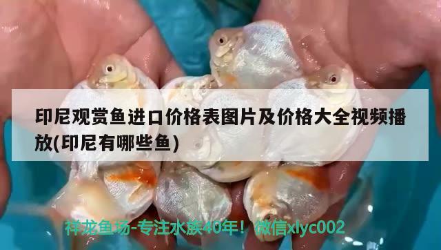 印尼觀賞魚進口價格表圖片及價格大全視頻播放(印尼有哪些魚) 觀賞魚進出口