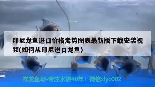 印尼龍魚進口價格走勢圖表最新版下載安裝視頻(如何從印尼進口龍魚)