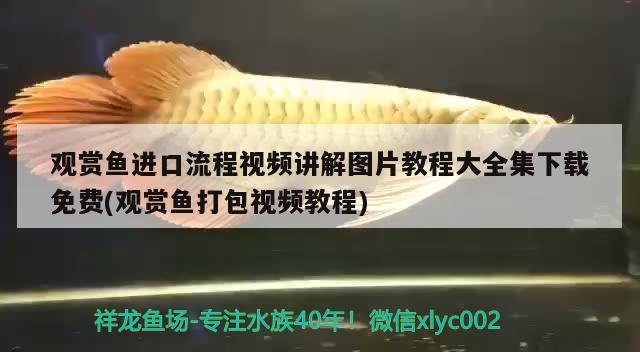 觀賞魚進口流程視頻講解圖片教程大全集下載免費(觀賞魚打包視頻教程)