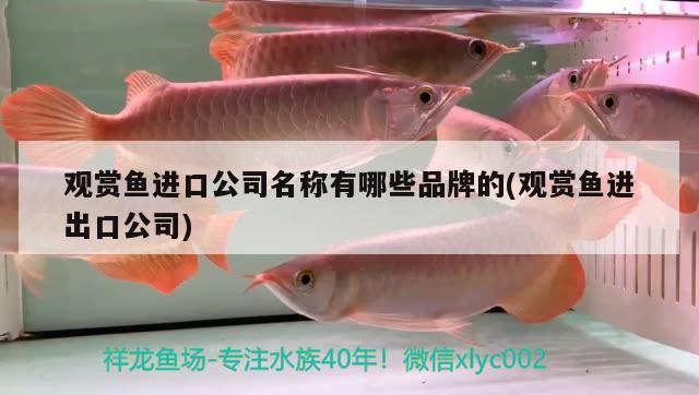 觀賞魚進(jìn)口公司名稱有哪些品牌的(觀賞魚進(jìn)出口公司) 觀賞魚進(jìn)出口