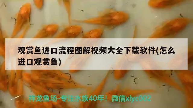 觀賞魚進口流程圖解視頻大全下載軟件(怎么進口觀賞魚)