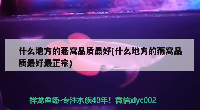 什么地方的燕窩品質最好(什么地方的燕窩品質最好最正宗) 馬來西亞燕窩