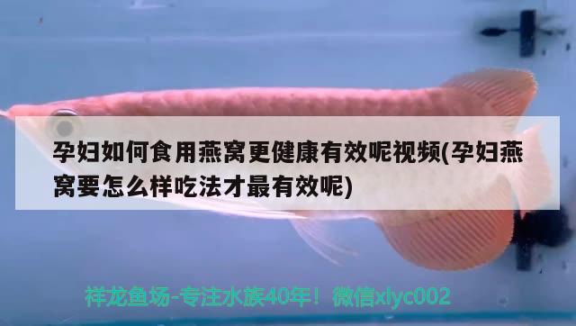 孕婦如何食用燕窩更健康有效呢視頻(孕婦燕窩要怎么樣吃法才最有效呢) 馬來西亞燕窩