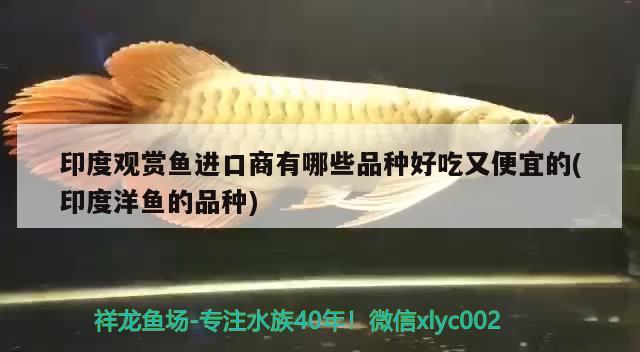 印度觀賞魚(yú)進(jìn)口商有哪些品種好吃又便宜的(印度洋魚(yú)的品種)