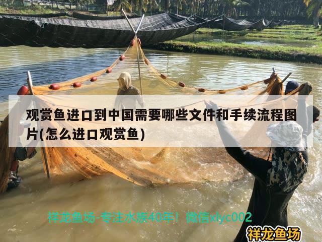 觀賞魚進(jìn)口到中國(guó)需要哪些文件和手續(xù)流程圖片(怎么進(jìn)口觀賞魚) 觀賞魚進(jìn)出口