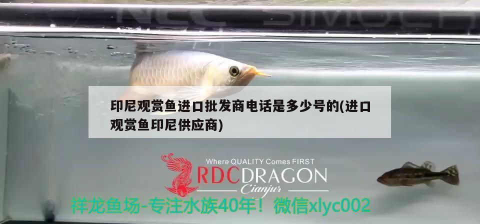 印尼觀賞魚(yú)進(jìn)口批發(fā)商電話是多少號(hào)的(進(jìn)口觀賞魚(yú)印尼供應(yīng)商) 觀賞魚(yú)進(jìn)出口