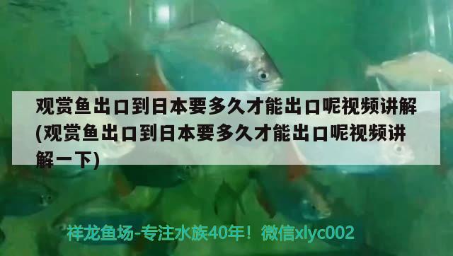 觀賞魚出口到日本要多久才能出口呢視頻講解(觀賞魚出口到日本要多久才能出口呢視頻講解一下) 觀賞魚進(jìn)出口