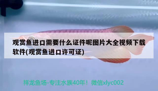 觀賞魚進口需要什么證件呢圖片大全視頻下載軟件(觀賞魚進口許可證)